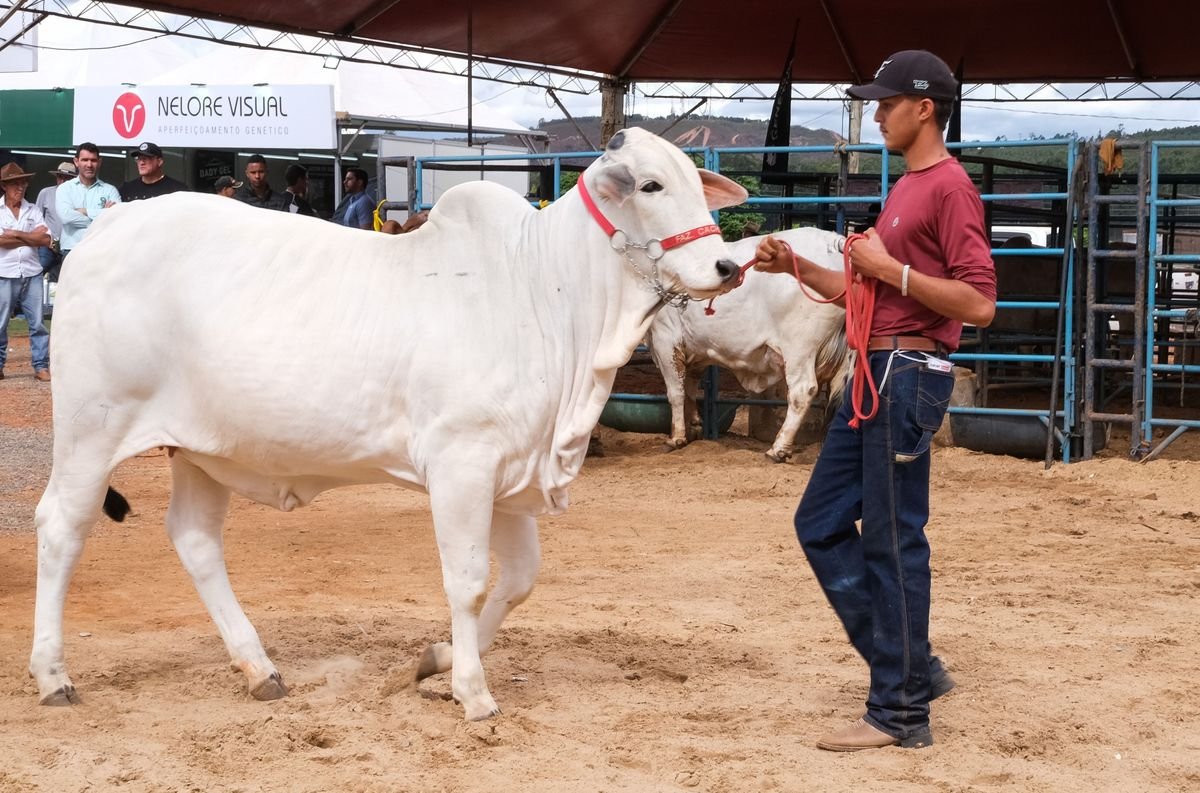 Exposição de Animais